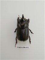 藏品(金龜子科(十二))的圖片